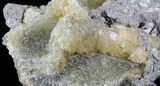Partial Crystal Filled Fossil Whelk - Rucks Pit, FL #69075-2